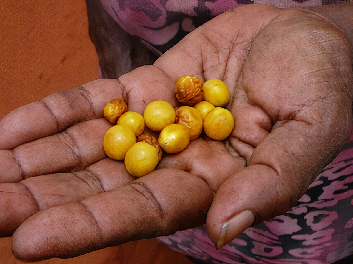 Did Indigenous Australians Eat Hop Bush Fruits? Unraveling the Mystery of a Unique Food Source