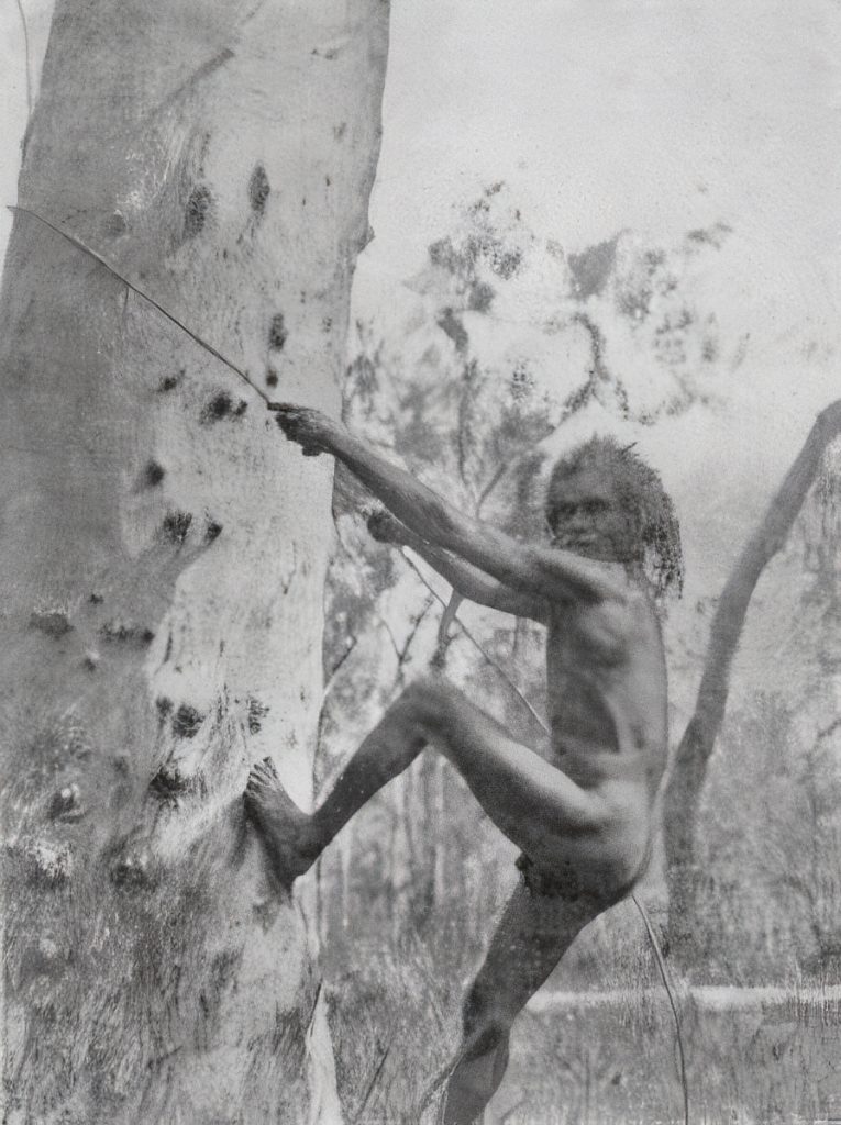 Photo of a man about to walk up a Eucalyptus tree. Cedar Creek.