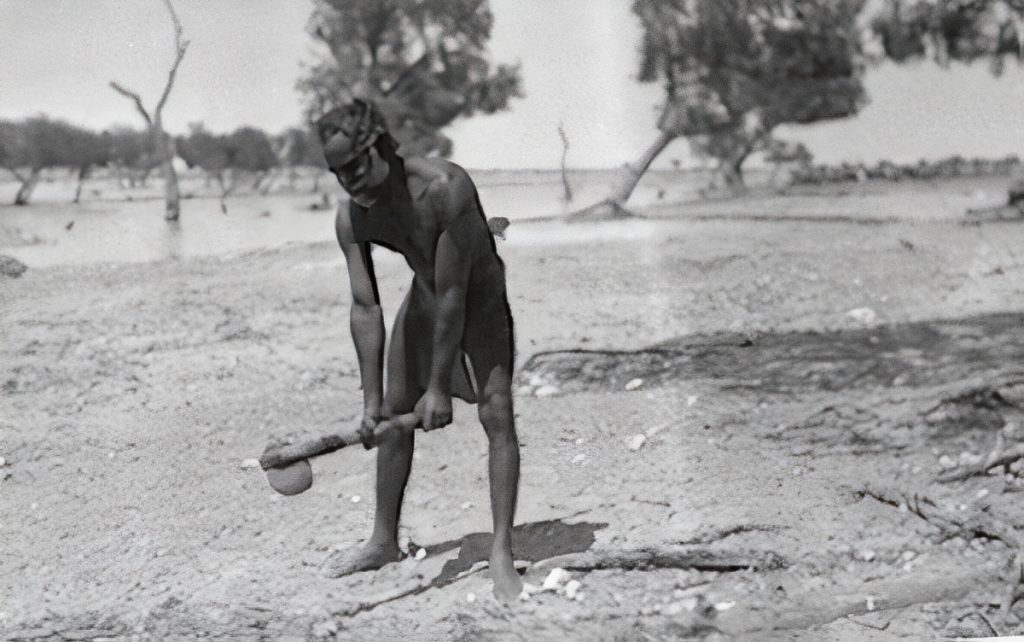 Demonstrating the use of a ground-edge stone axe.