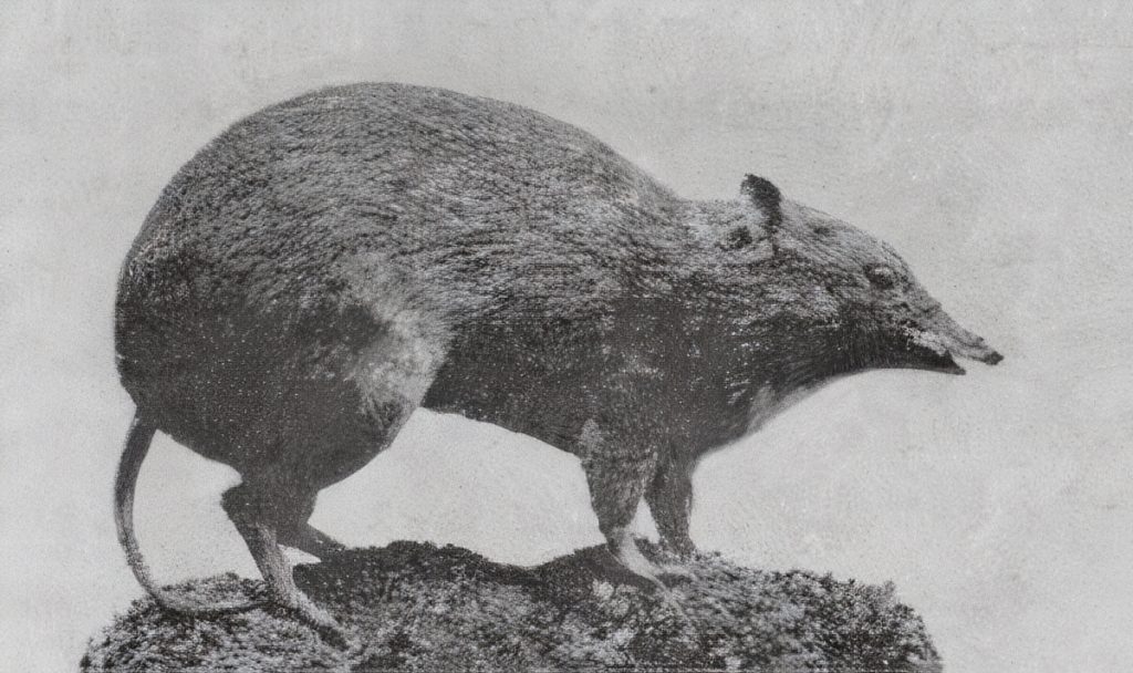 Bandicoots are small nocturnal Australian marsupials, with several species found throughout the country.