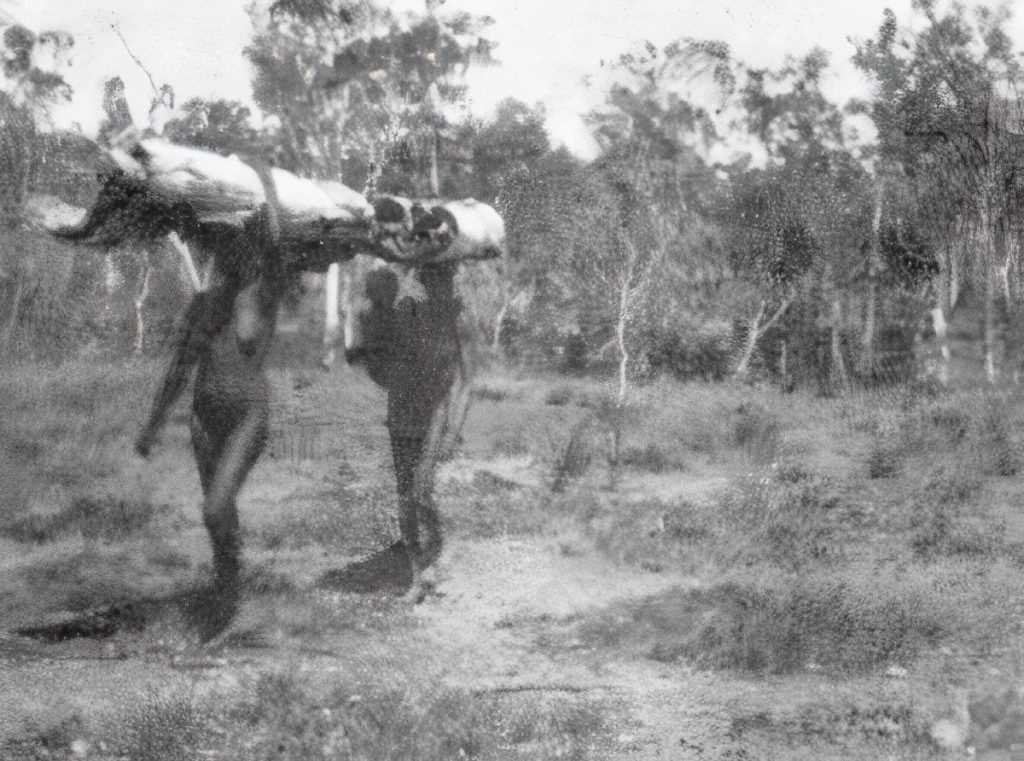 Two women carrying large sheets of paperbark (Melaleuca species) with which to make their hut. One carries her child. Cape York Peninsula, circa 1912.