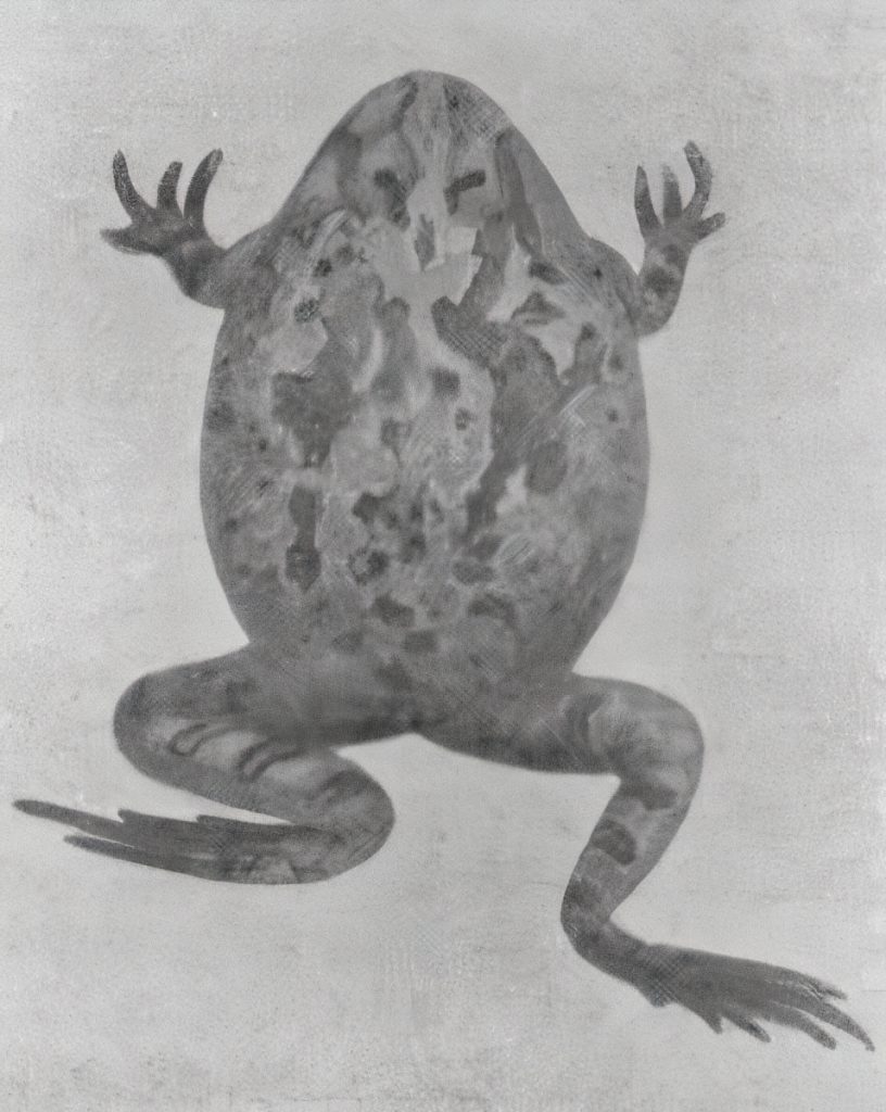 The Ornate Burrowing Frog (Limnodynastes ornatus)