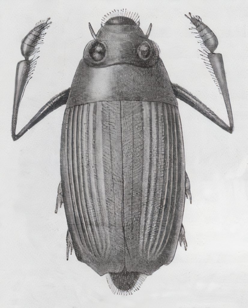 Whirligig beetles (Macrogyrus viridisulcatus)