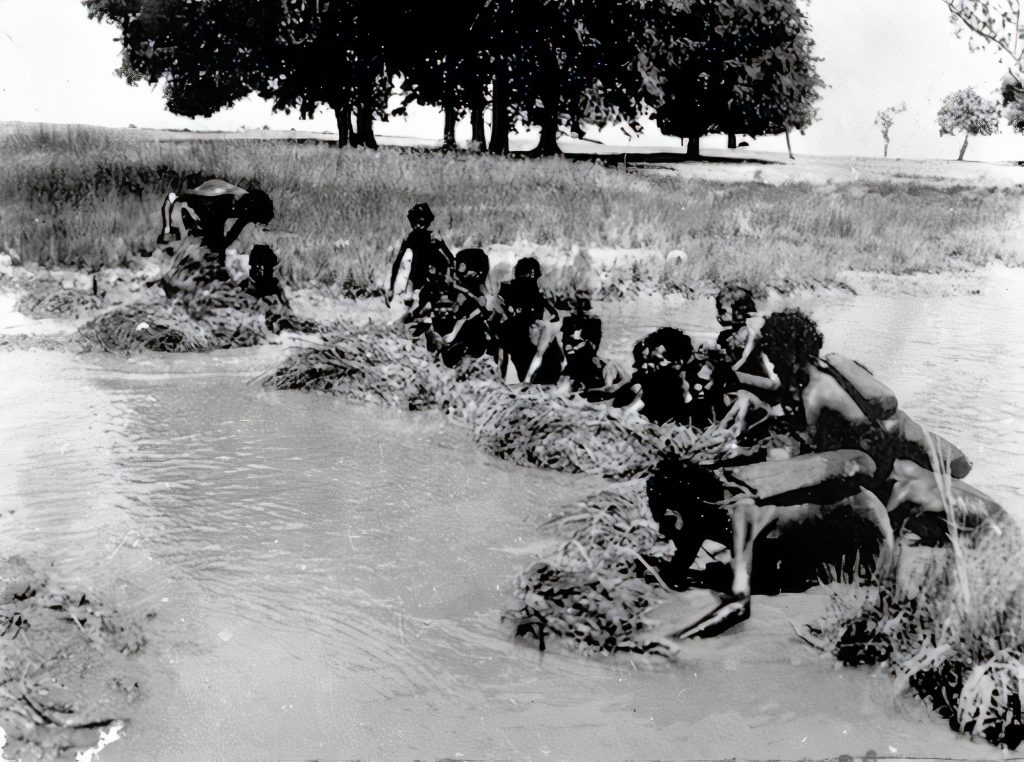 People pushing a line of vegetation through the water to catch small fish, on a plain near Milingimbi in central Arnhem Land, Northern Territory.
