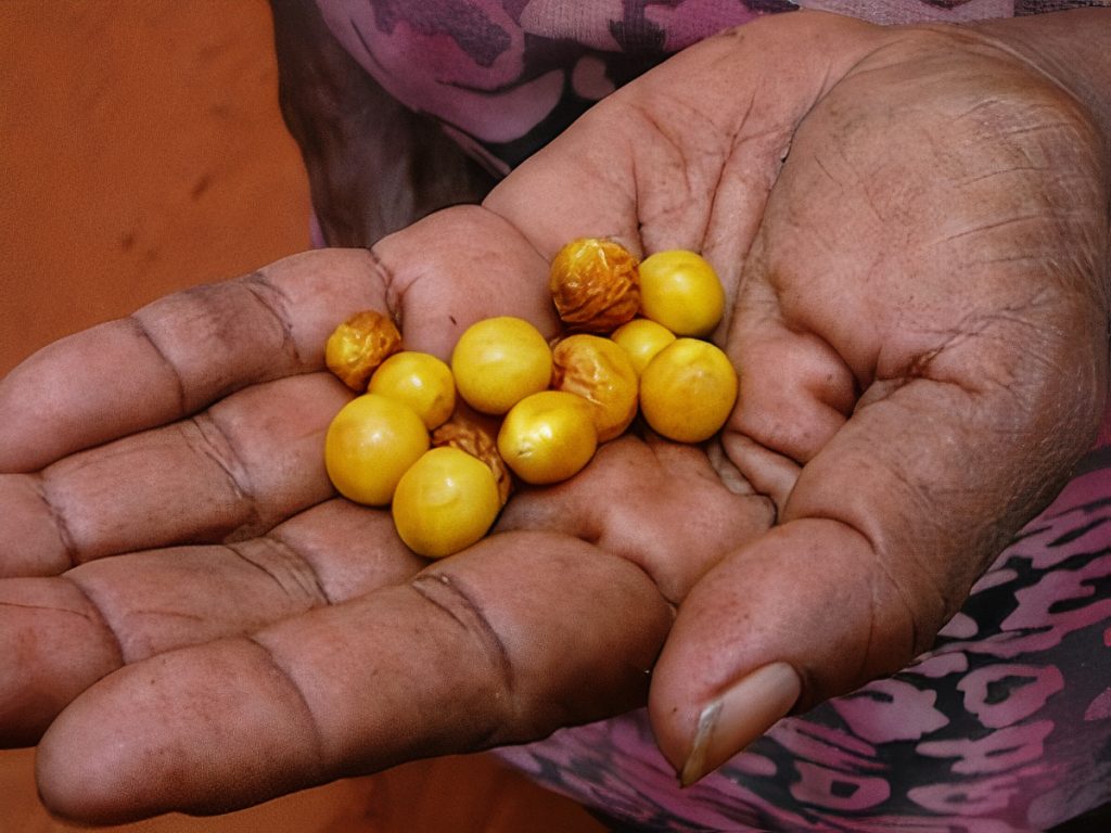 Edible bush tomatoes