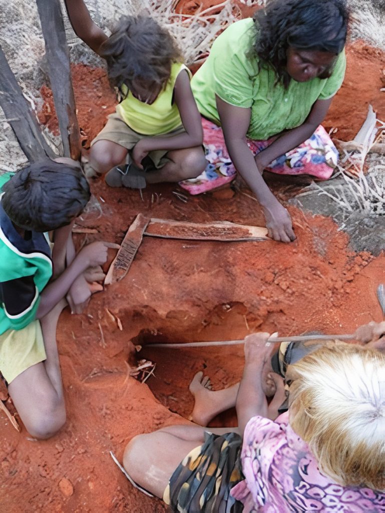 The honey ants are collected in bark strips.