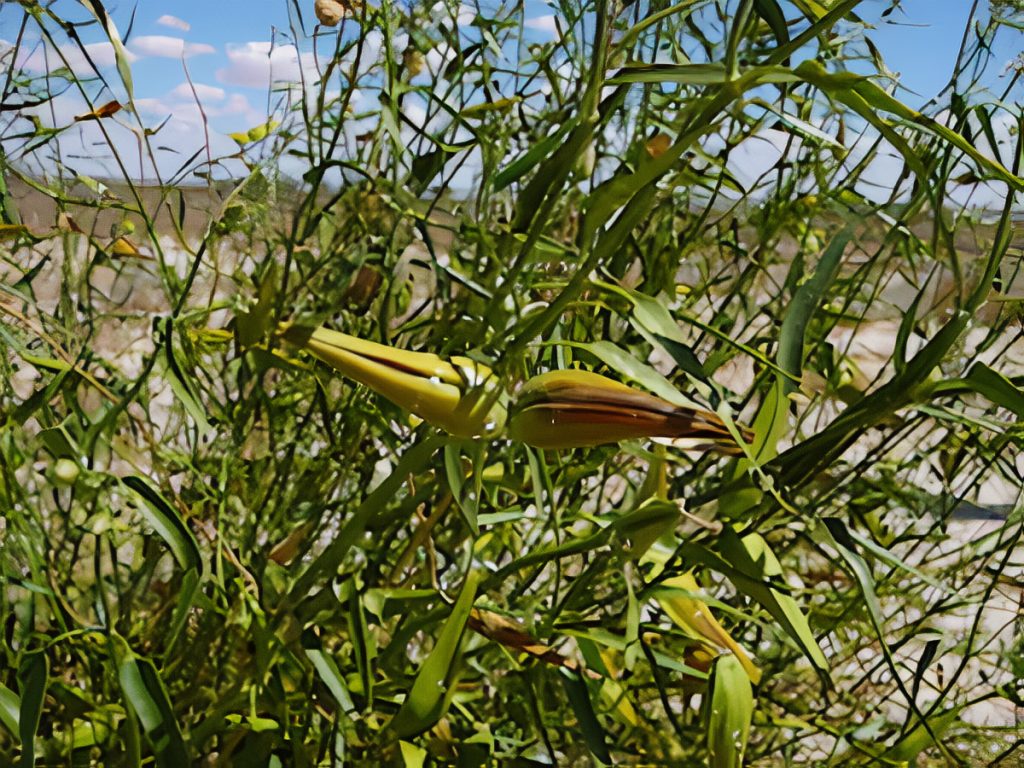 Native Pear (Cynanchum floribundum)