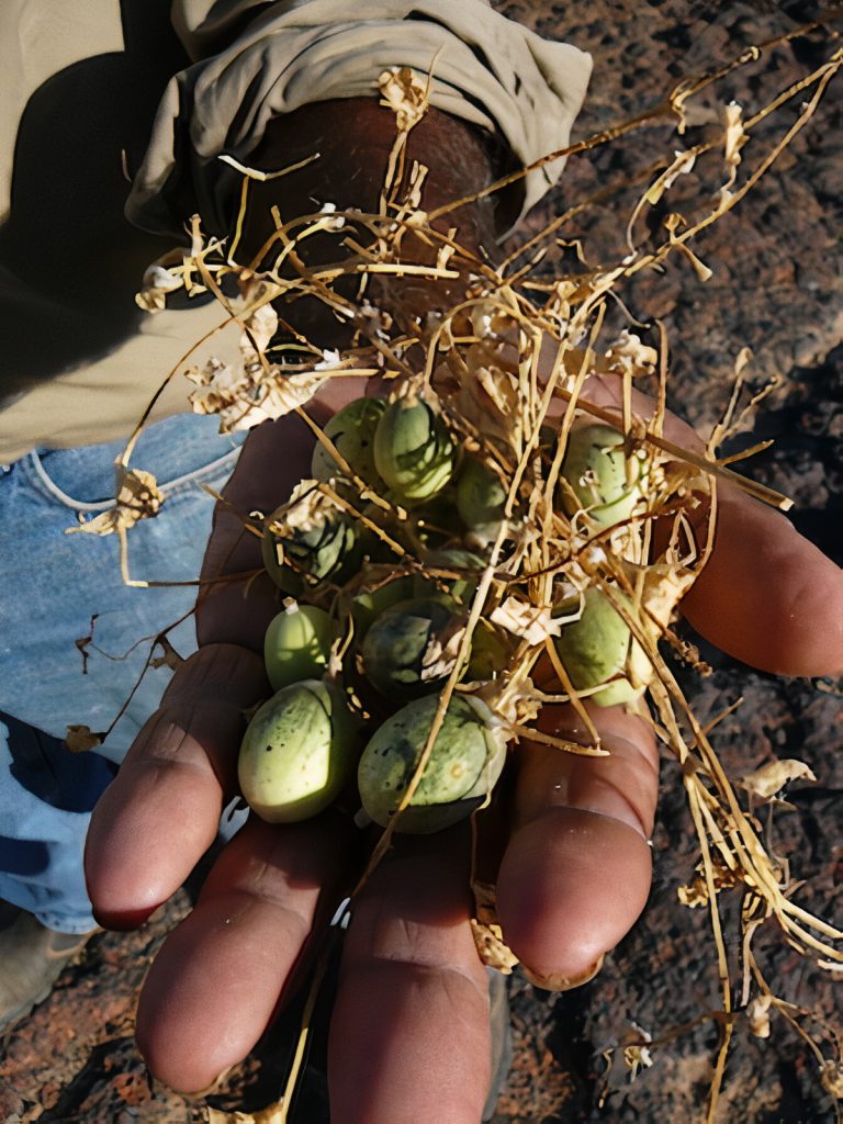 Native cucumber (Cucumis melo)