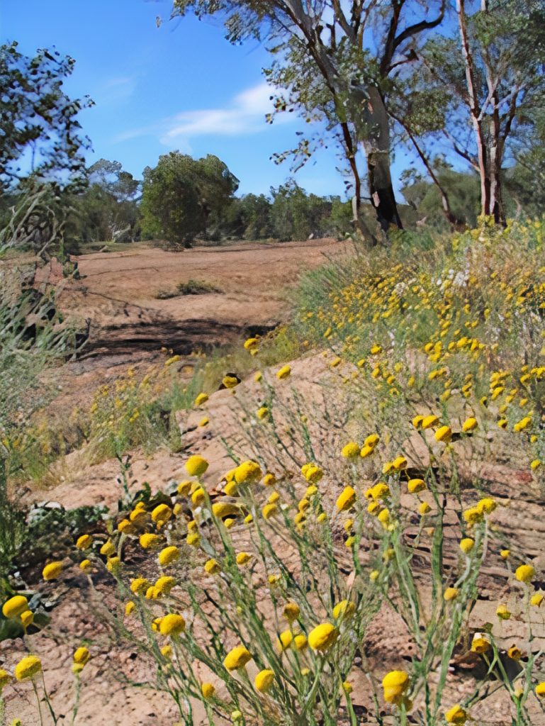 Desert flowers which are crushed to produce a cotton-wool-like material