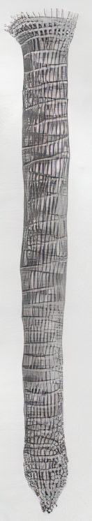 An eel trap made from split lengths of vine (cane).