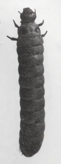Bibaj is an insect larva (grub) eaten by people in the north Queensland rainforest.